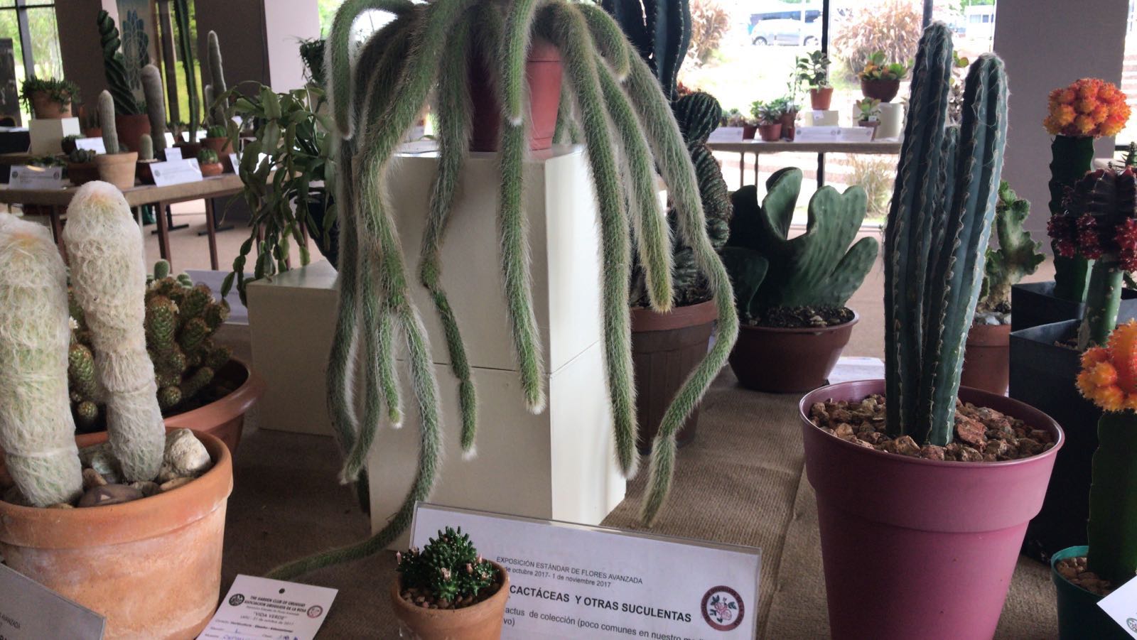 WhatsApp Image 2017-11-01 at 14.41.31