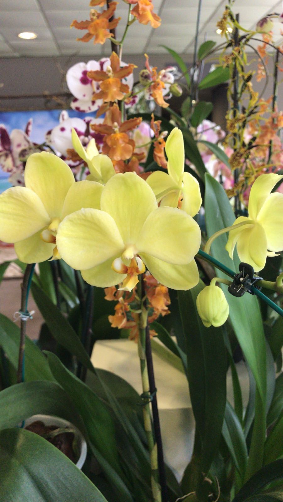 WhatsApp Image 2017-11-01 at 14.41.33