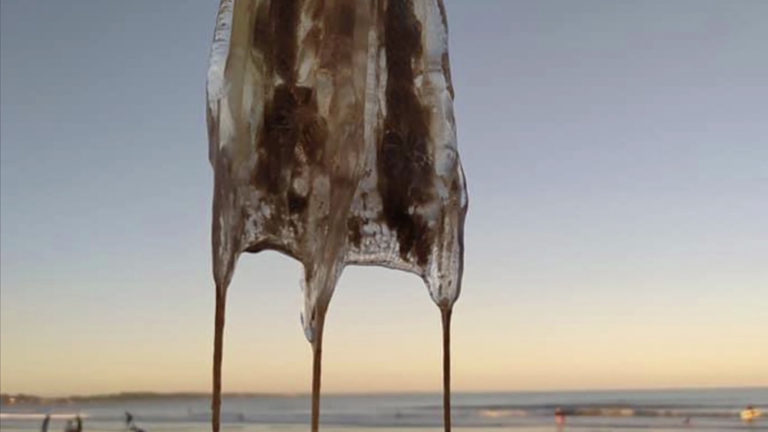 Aparecieron cubomedusas en las costas de Rocha - Teledoce.com