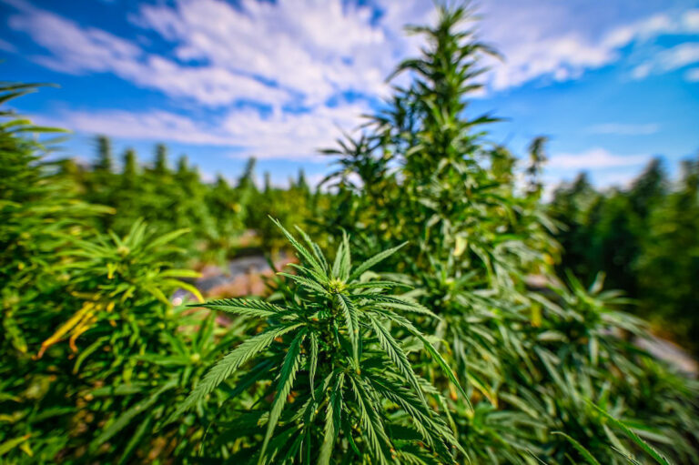 La policía investiga posible producción de hachís en San José; hay cuatro detenidos