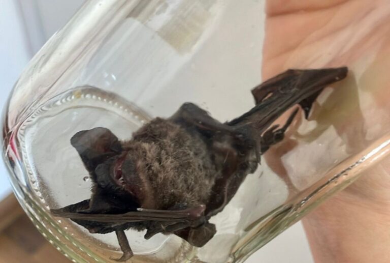 Title: "Encounter with a Bat While Hanging Clothes Leads to Urgent