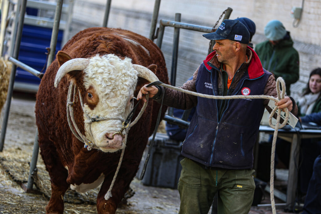 Ejemplar de bovino Hereford durante la Expo Prado