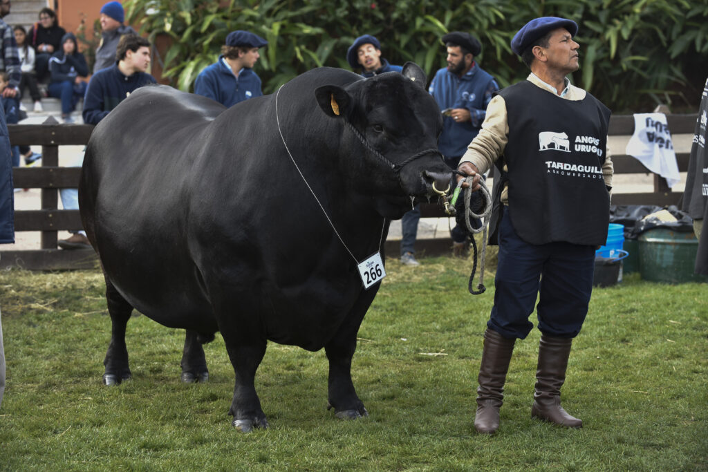 Ejemplar de bovino Angus durante la Expo Prado