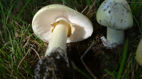Amanita phalloides