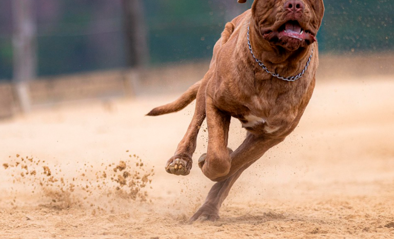 Un niño de siete años fue atacado por un perro cuando caminaba con su padre en la ciudad de Tranqueras
