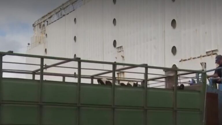 Exportación de ganado uruguayo rechazada por Turquía fue redireccionada a Libia