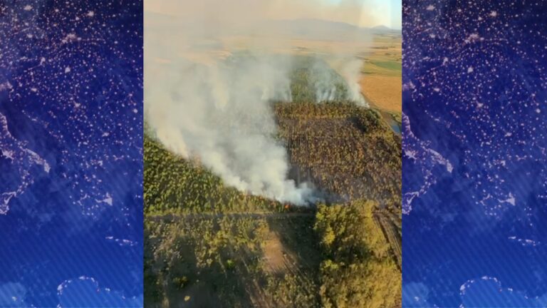 Incendio afectó 30 hectáreas de monte de eucaliptus en Canelones