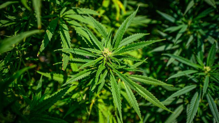 El gobierno amplía la producción de cannabis en Uruguay y reaviva la discusión pública