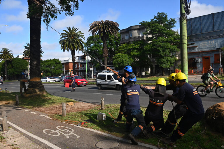 Picudo rojo: talarán palmeras de bulevar Artigas y habrá afectación del tránsito; el operativo será toda la semana, desde las 04:00 horas