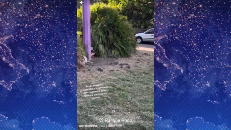 Video: vecinos de Parque Rodó denuncian la presencia de ratas ...