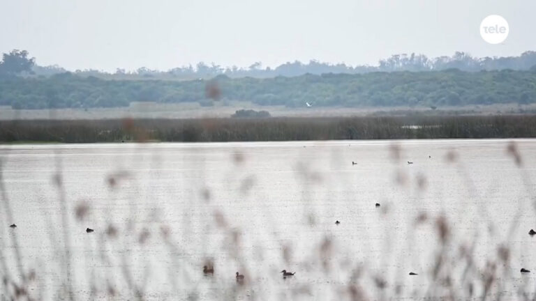 Relevamiento detectó diez animales silvestres muertos por gripe aviar en la Laguna Garzón; Fratti llamó a “extremar los cuidados”