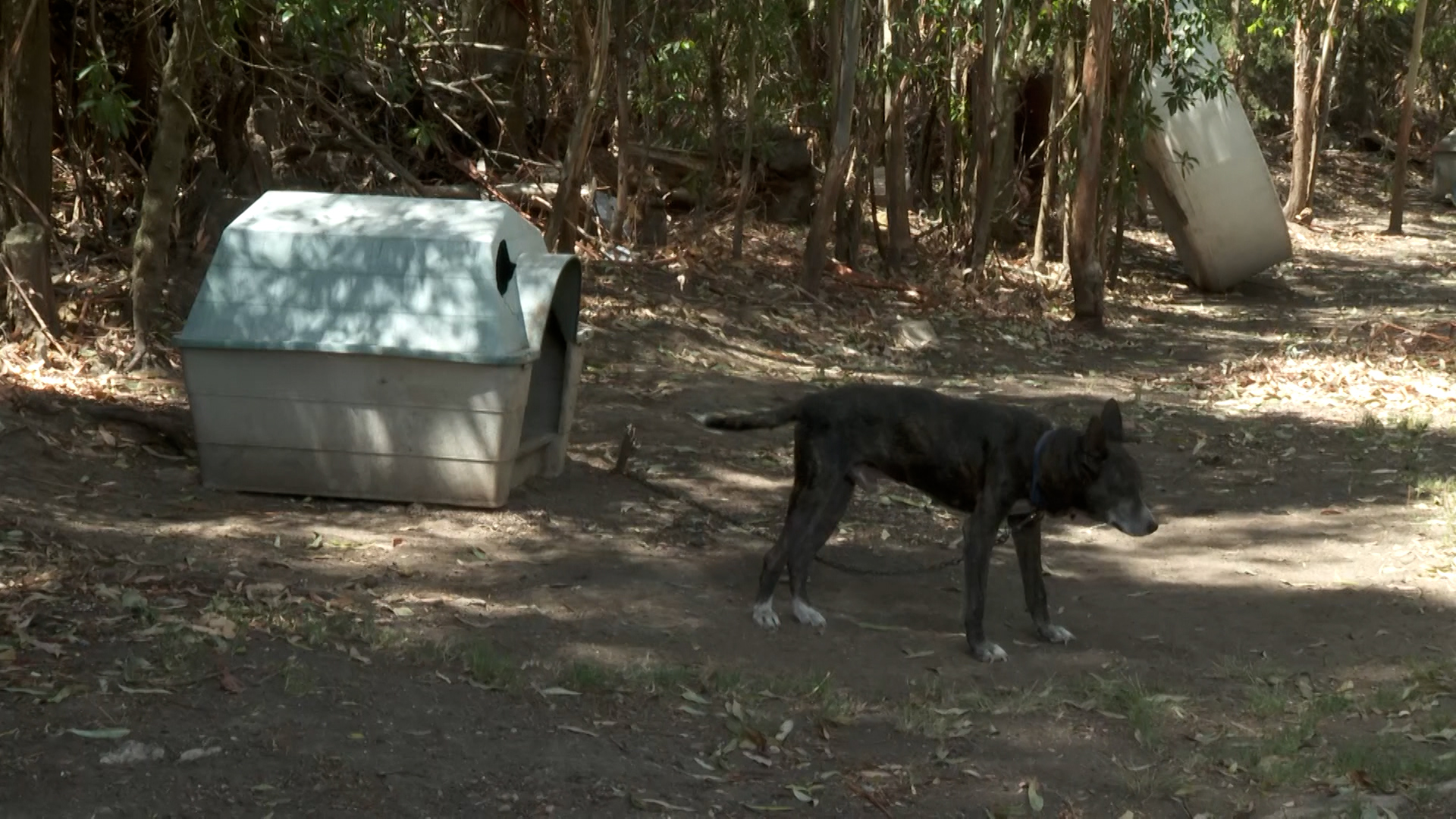 Imagen de la cobertura de Telemundo sobre la propuesta de Federación Rural para trasladar perros sueltos a refugios